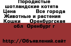 Породистые шотландские котята. › Цена ­ 5 000 - Все города Животные и растения » Кошки   . Оренбургская обл.,Оренбург г.